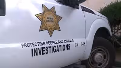 More than 820 Birds removed from Valley Center property in cruelty probe