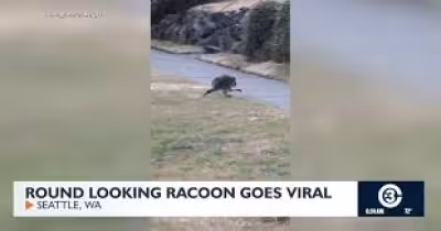 Jimothy The Raccoon goes viral after Kiana Hall’s Ballard video
