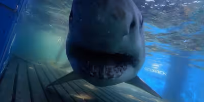 Great White Shark Breton Pings Off Florida in Unusual Summer Move