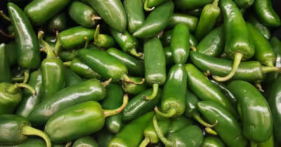 CDC tracks Jalapeño Salmonella outbreak as 345 illnesses are reported