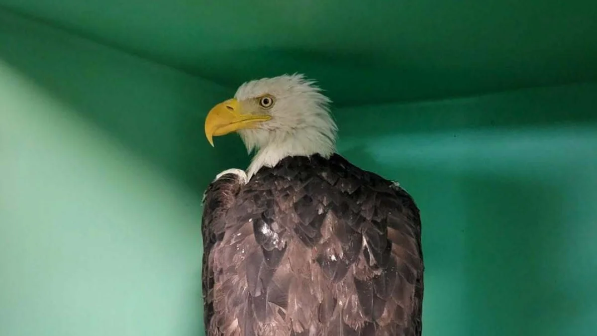 Jackie Bald Eagle Anemia Condition: PCV rises, but crisis remains ...