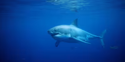 Lifeguard pulled underwater by great white shark off Scarborough Beach State Park