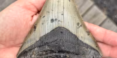 Pennsylvania family finds Megalodon tooth while shelling in Sea Isle City