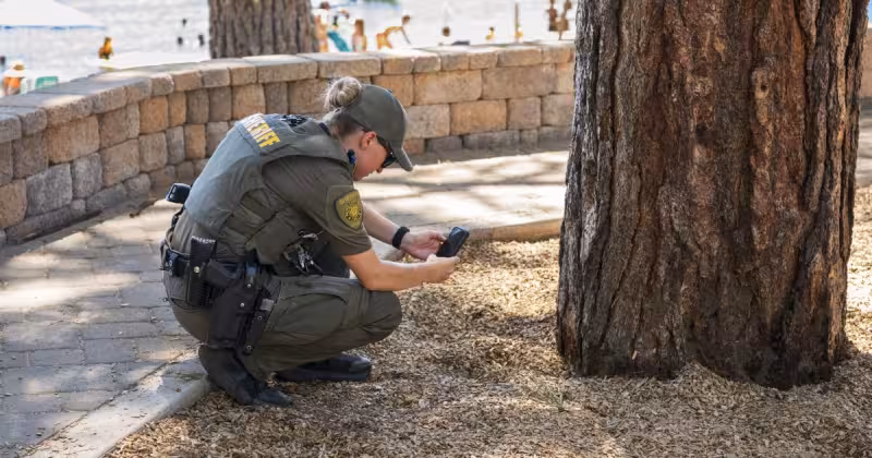 Lake Tahoe Tree Poisonings kill at least 10 pines as probe widens