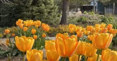 Flower That Blooms In Fall sale opens for Spokane County gardeners