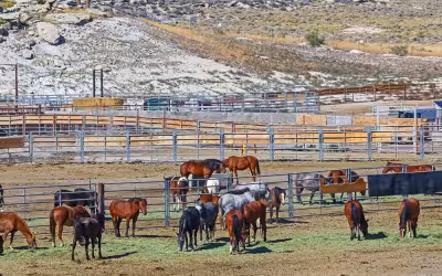 Wild Horses sold by BLM later moved toward slaughter, investigation finds