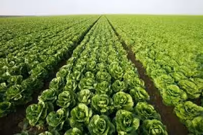 Why You Should Stop Eating Lettuce After Taco Bell's July Pullback