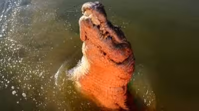 River crocodile venue in Rockhampton gets approval for 2032 Brisbane Games