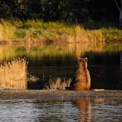 Fat Bear Week begins at Katmai as public vote returns for 12th year