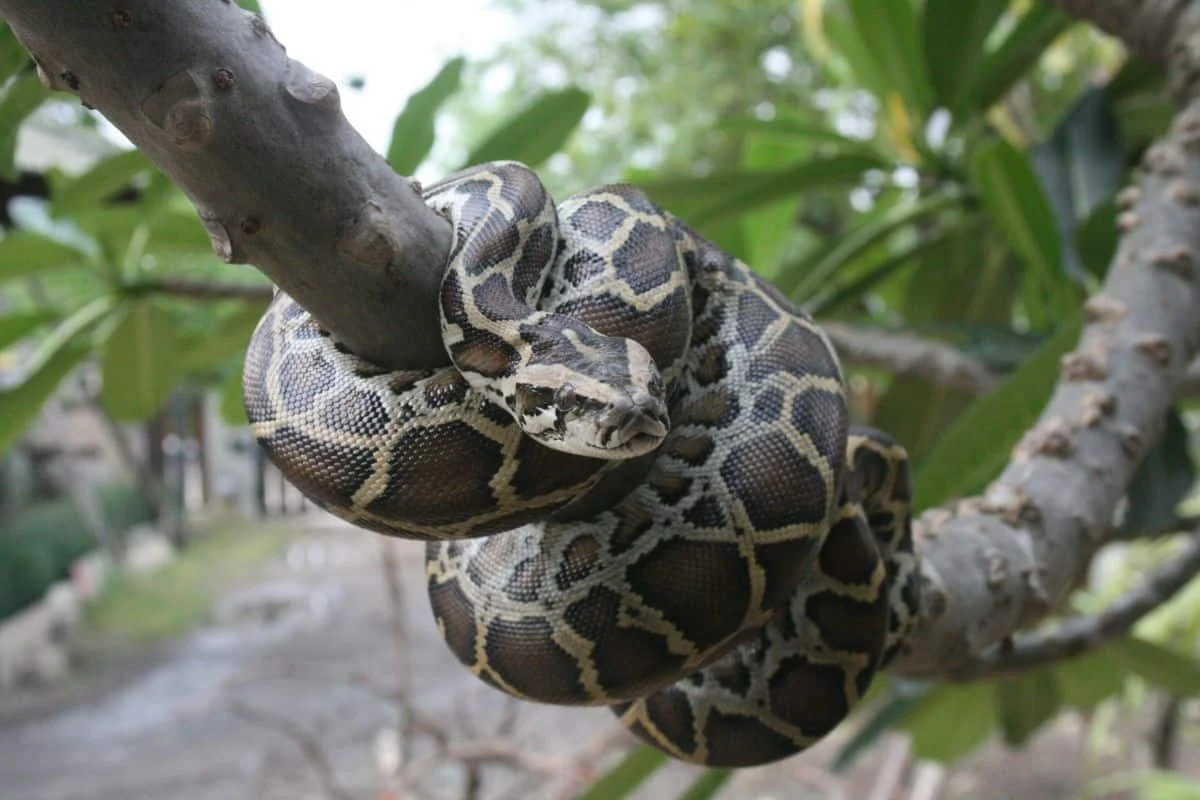 Burmese Python sweep in South Florida removes 8,080 pounds from the ...