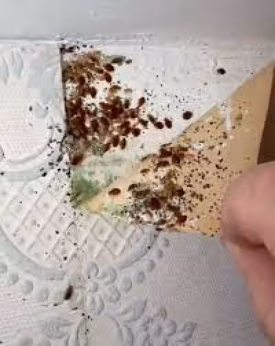 Cardiff Bed Bug Infestation Gareth Davies described as worst in 38 years