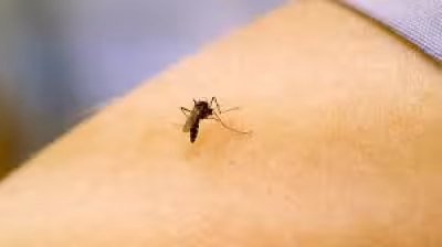 Two adults die as West Nile Virus In North Carolina cases reach 11