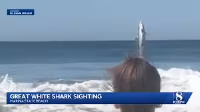 California Great White Shark Breach Captured Off Marina State Beach