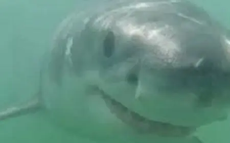 مصور يلتقد صور جميلة لضحكات سمك القرش