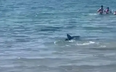 سمكة قرش عملاقة ترعب رواد شاطىء إسباني شهير