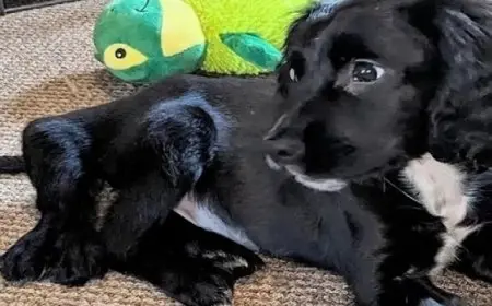 كلبة ذات 6 أرجل تستمتع بالبحر مع أصحابها بعد عملية جراحية غيرت حياتها