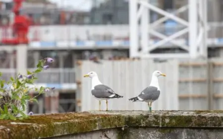 طيور النورس تحتل مدينة بريطانية وتستهدف سعاة البريد