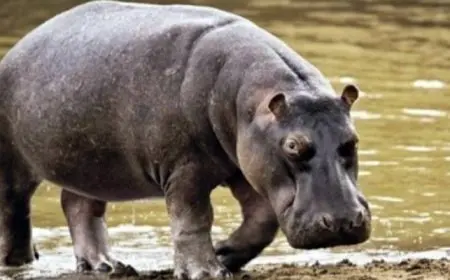 دراسة: أفراس النهر تجرى سريعا وتقفز في الهواء لفترة من الوقت