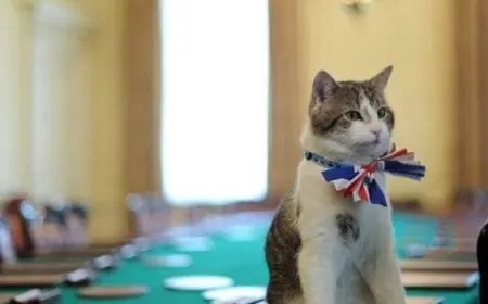 لارى قط داوننج ستريت الشهير يستقبل سادس رئيس للوزراء بعد تولى ستارمر