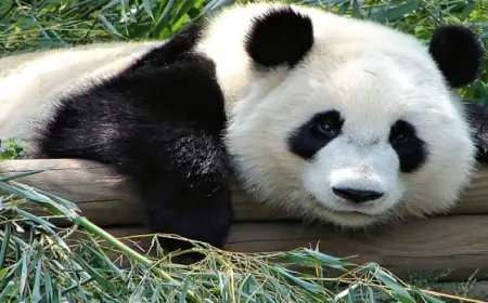 توأم الباندا الشهير في كوريا الجنوبية يحتفلان بعيد ميلادهما الأول