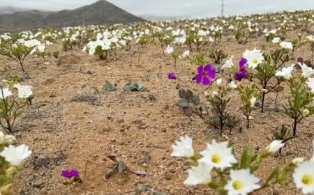 الصحراء الأكثر جفافا على وجه الأرض “تزهر” فجأة