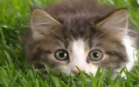 صدمة سيدة بريطانية بعد اكتشاف سرقة قطتها لملابس الجيران