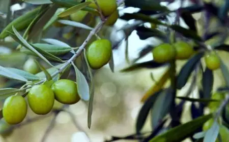 فوائد الزيتون ..يقوى قلبك ويحمى عظامك من الهشاشة