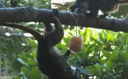 حيوانات حديقة روما تتناول مثلجات لمواجهة موجة الحر