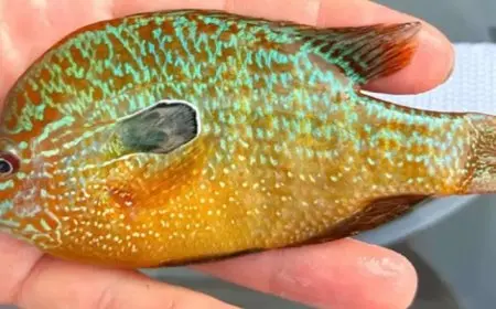 صياد يكتشف نوعاً جديداً من الأسماك في نبراسكا