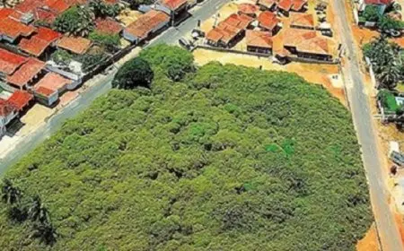 أكبر شجرة كاجو فى العالم تغطى مساحة 8000 متر مربع