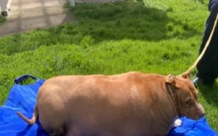 حبس امرأة شهرين لإفراطها فى إطعام كلبها الأليف حتى الموت بنيوزيلندا