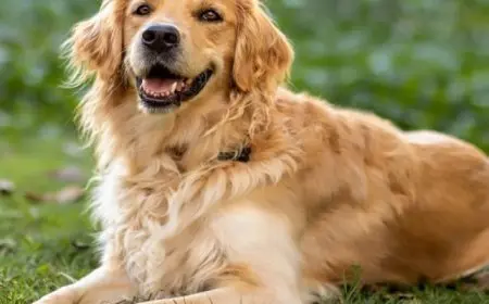 كلب ينقذ صاحبه بعد إصابته إثر سقوطه من أعلى بارتفاع 20 قدما فى بنسلفانيا