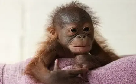 حديقة حيوان تنظم ورشة عمل لتعليم أنثى إنسان الغاب الرضاعة الطبيعية