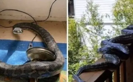 الثعابين والفئران تغزو العاصمة الإيطالية روما !!