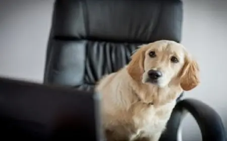 مليونير أمريكي يزعم فاعلية حبوب إطالة العمر: أنقذت كلبي من السرطان