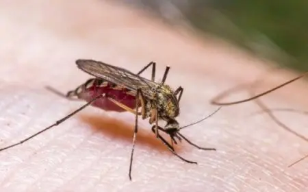 إصابة أكثر من 20 أمريكيًا قادمين من كوبا بفيروس “أوروبوش”