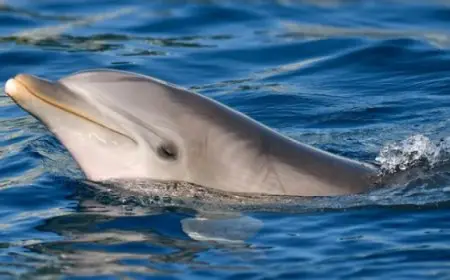 دولفين يهاجم 50 شخصا في اليابان بسبب الوحدة