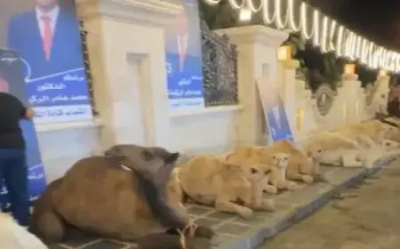 مرشح للانتخابات يذبح 38 جملاً “لإكرام ضيوفه” بالأردن