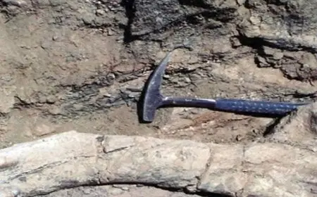 العثور على بقايا دينا كبير غير معروف سابقا في قرغيزستان