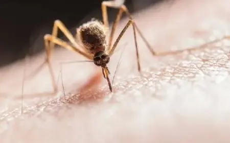 ولاية أمريكية تأمر مواطنيها بالبقاء في المنزل بسبب فيروس قاتل