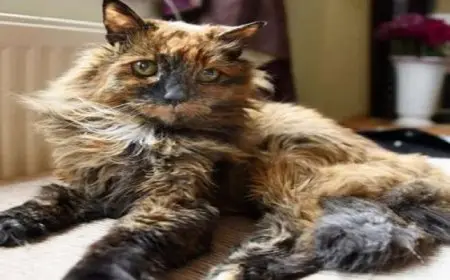 أكبر قطة في العالم.. عاشت 152 عامًا بالعمر البشري