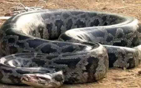 ثعبان ضخم “يخنق امرأة” لمدة ساعتين