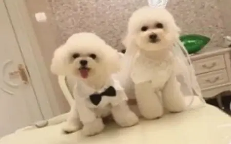 زيادة فى حالات زفاف الحيوانات الأليفة فى الصين.. رغم عزوف أصحابها عن الزواج