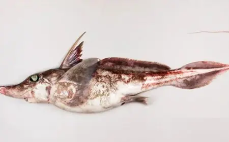 اكتشاف نوع جديد من أسماك القرش “الشبح”