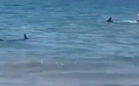 كلب ينقذ مصيفين من هجوم سمكة قرش على أحد الشواطئ الإسبانية