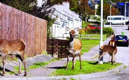 الغزلان تغزو قرية إسكتلندية وتثير الفوضى