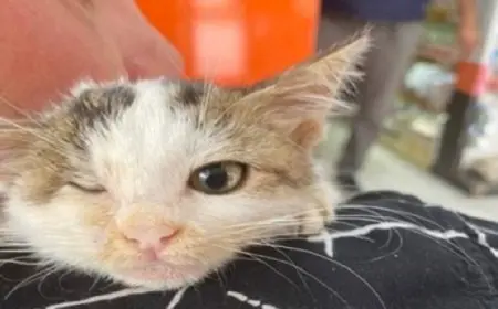 قطة تعود لمنزلها بعد 8 أيام من ضياعها بسبب إعصار هيلين