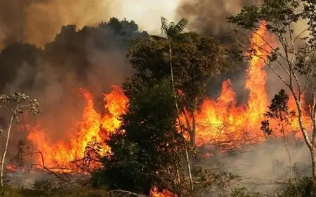 دراسة: زيادة حرائق الغابات بسبب الاحتباس الحراري يهدد الصحة العامة