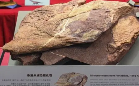 هونج كونج تكتشف حفريات دينا لأول مرة