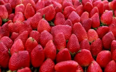 تحمي القلب وتبطئ شيخوخة الدماغ.. فوائد مذهلة للفراولة !!